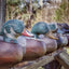 Collectors Series Decoys